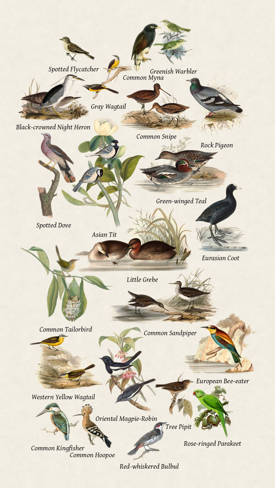 Birds seen recently